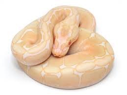 albino enchi spider ball python, albino spider ball python for sale, albino spider ball python price, ball python albino spider