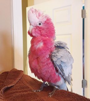 cockatoo for sale, cockatoo price, rose breasted cockatoo, cockatoo bird for sale, cockatoo for sale near me, how much is a cockatoo, cockatoo parrot for sale, rose-breasted cockatoo, galah cockatoo price, galah cockatoo for sale, rose breasted cockatoo for sale, rose breasted cockatoo price, cockatoo bird price, cockatoo parrot price