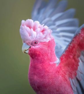 cockatoo for sale, cockatoo price, rose breasted cockatoo, cockatoo bird for sale, cockatoo for sale near me, how much is a cockatoo, cockatoo parrot for sale, rose-breasted cockatoo, galah cockatoo price, galah cockatoo for sale, rose breasted cockatoo for sale, rose breasted cockatoo price, cockatoo bird price, cockatoo parrot price